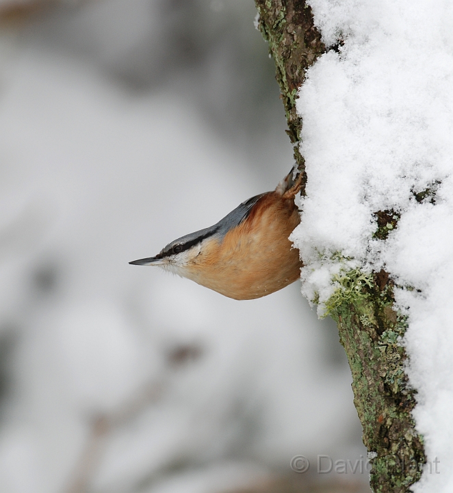 Nuthatch - H.jpg - Nuthatch in the snow - Gloucestershire